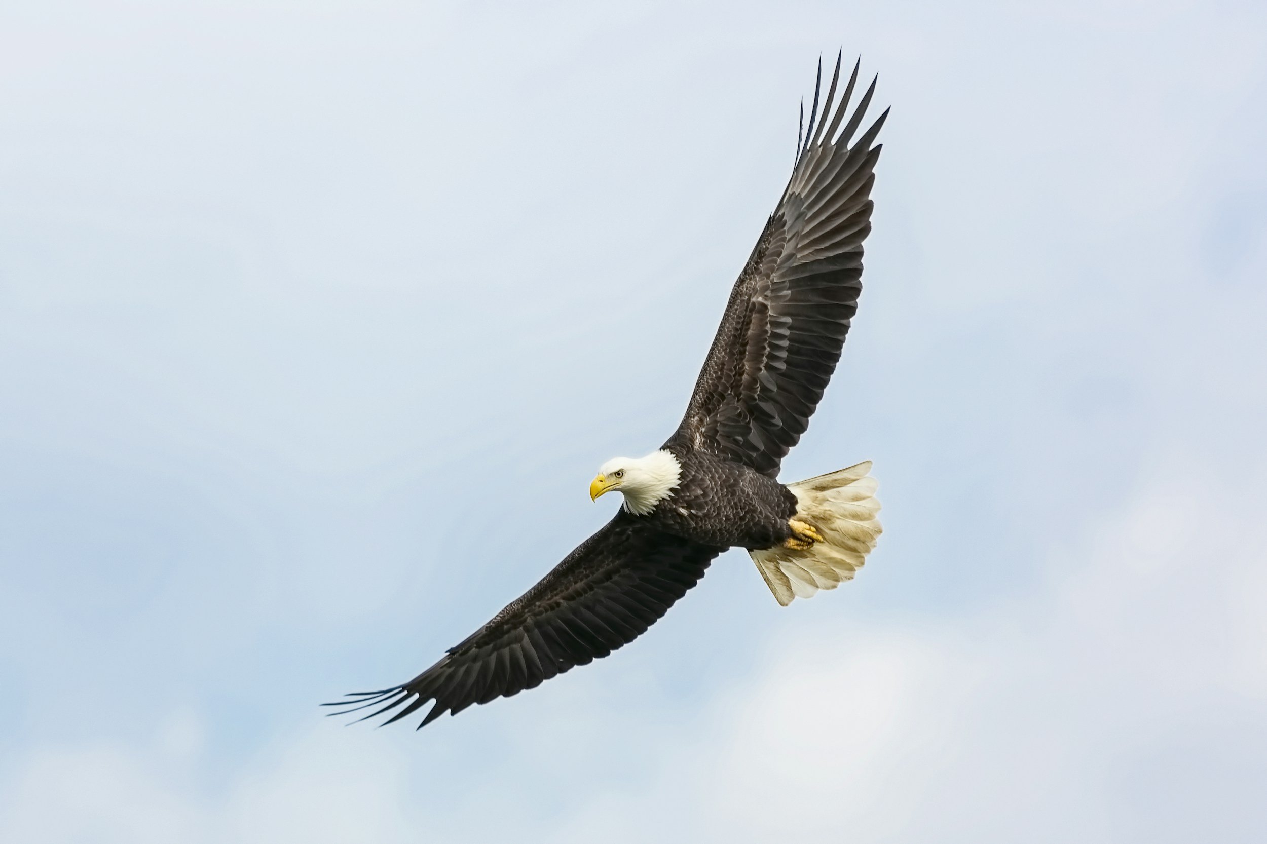 Soaring Eagle - Leadership Vision